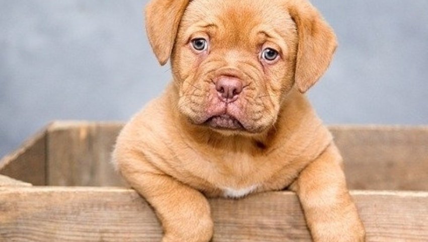 Programa de Protección de Animales Domésticos