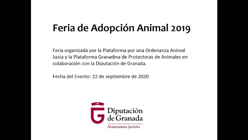 Feria de adopción animal, Armilla 2019