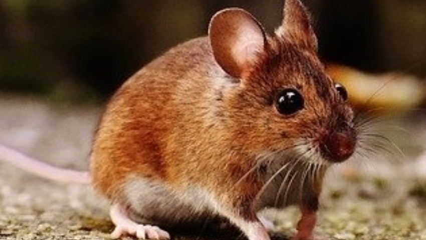 Lucha antivectorial integrada y permanente