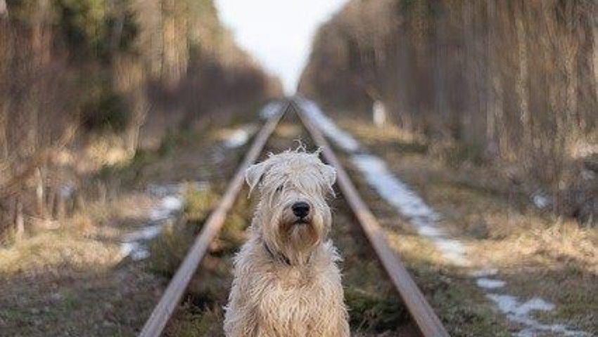 Recogida y Alojamiento de Animales Abandonados