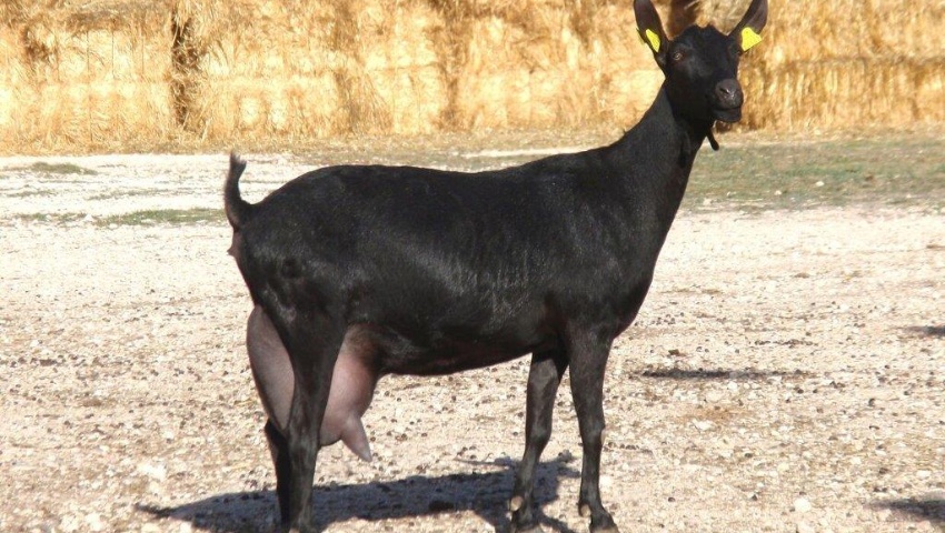 Caprino de Raza Murciano-Granadina