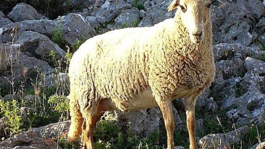 Raza Ovina Lojeña