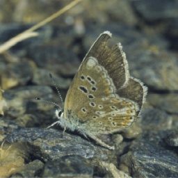 Polyommatus_golgus_-_Nature_Conservation-Medio Natural