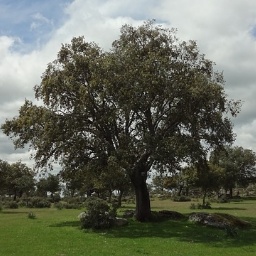 encina-Medio Natural