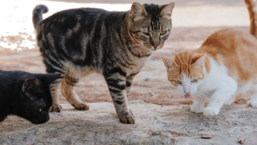 Registro municipal de animales de compañía y gestión de colonias felinas