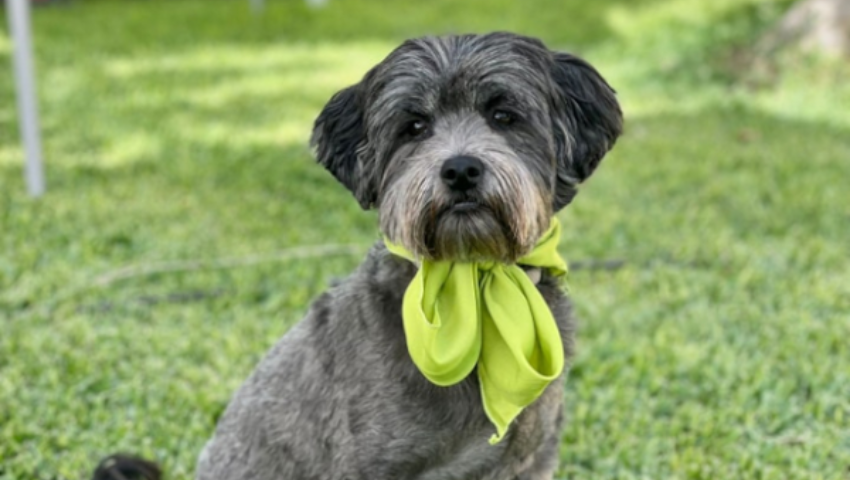 Feria de adopción animal