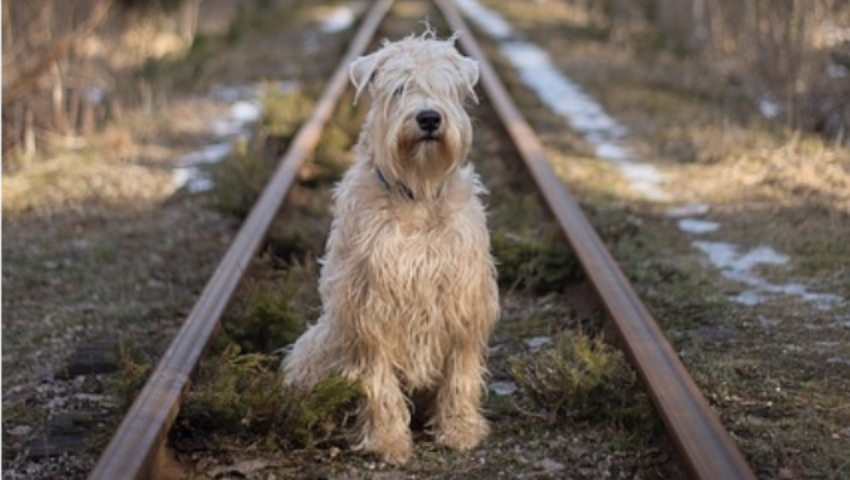 Recogida y Alojamiento de Animales Abandonados