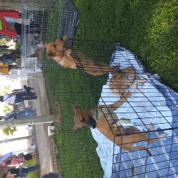 Feria de Adopción Animal, Armilla 2022